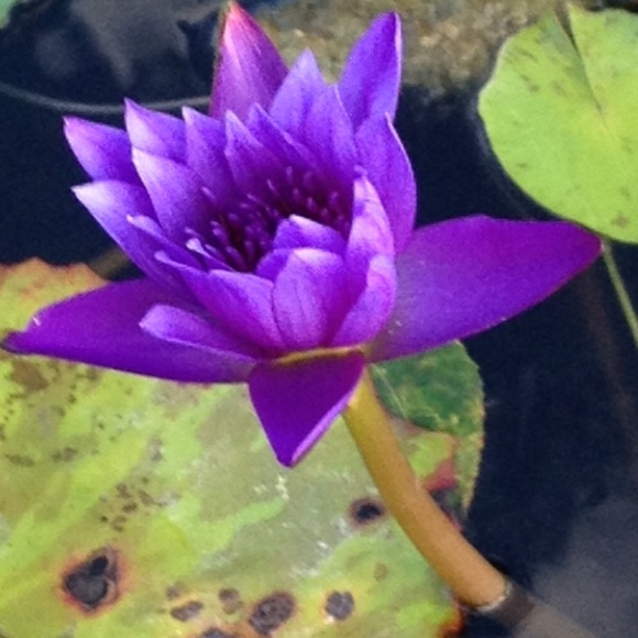 Meet your Posher, Adrianne - Picture 3 of 6